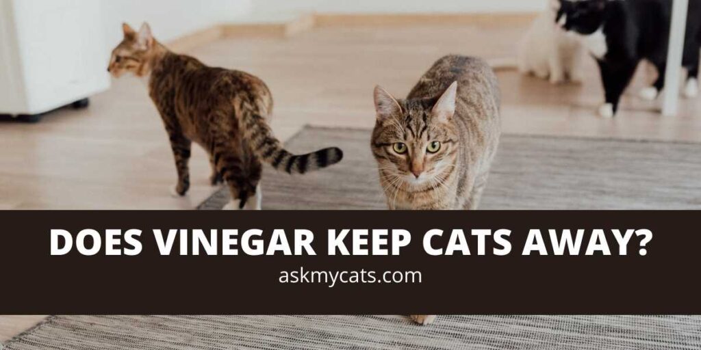 Does Vinegar Keep Cats Away