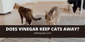 Does Vinegar Keep Cats Away?