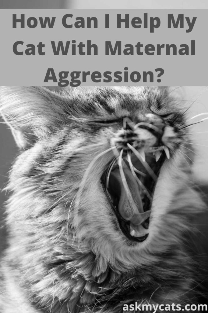 How Can I Help My Cat With Maternal Aggression?