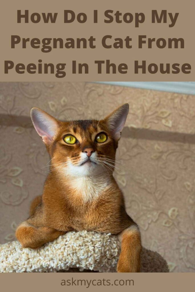 How Do I Stop My Pregnant Cat From Peeing In The House