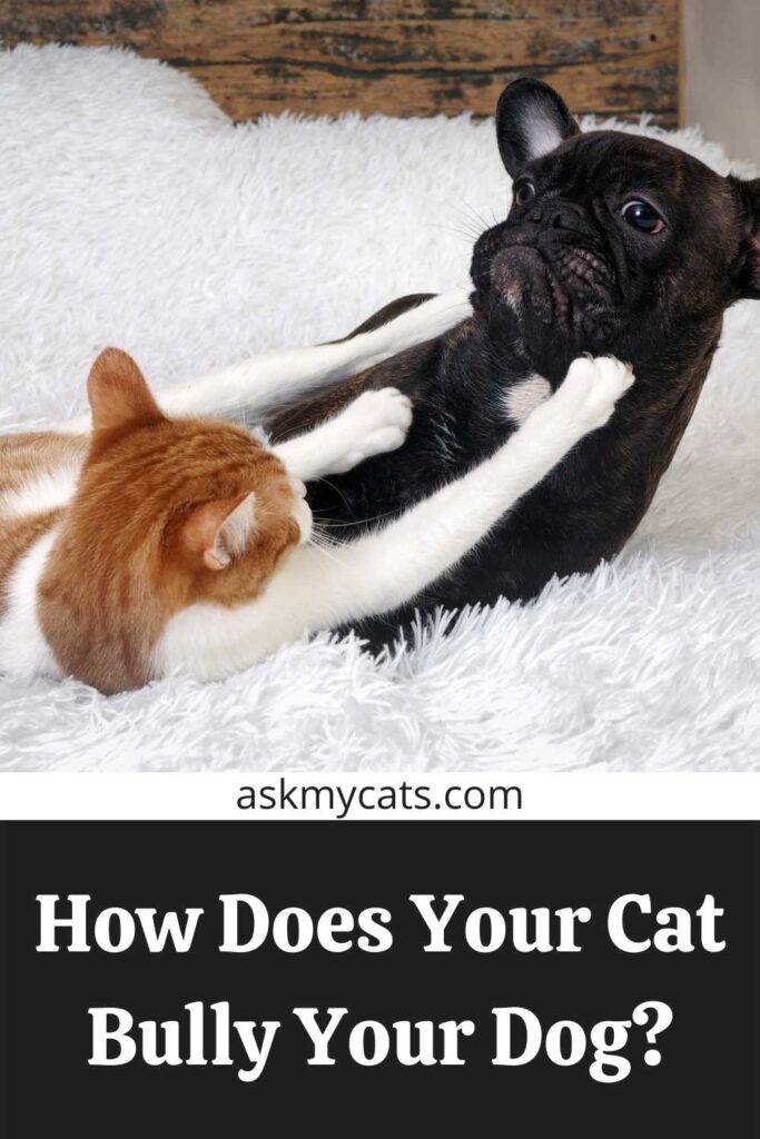 How Does Your Cat Bully Your Dog?