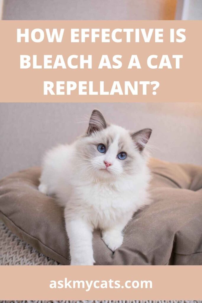 How Effective Is Bleach As A Cat Repellant