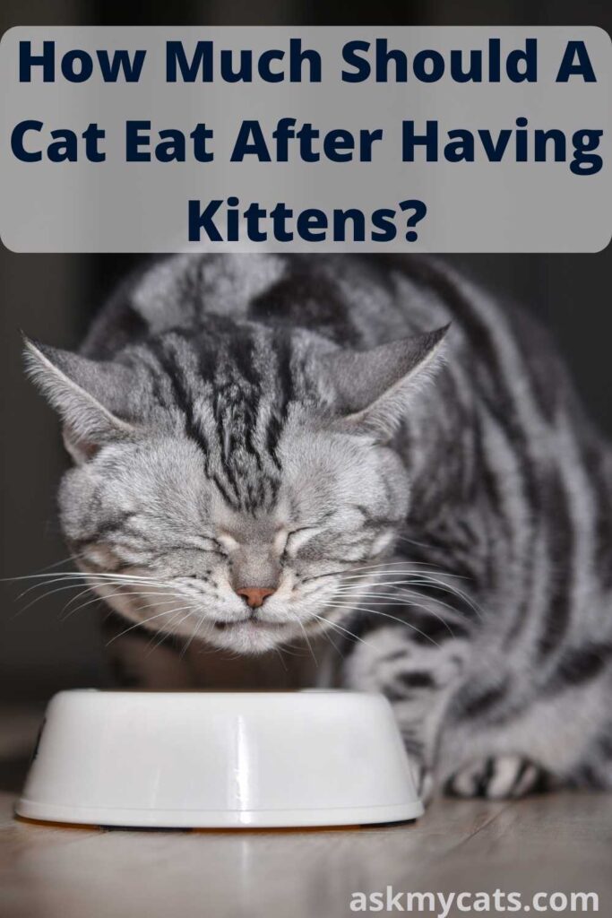 How Much Should A Cat Eat After Having Kittens?