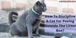 How To Discipline A Cat For Peeing Outside The Litter Box?
