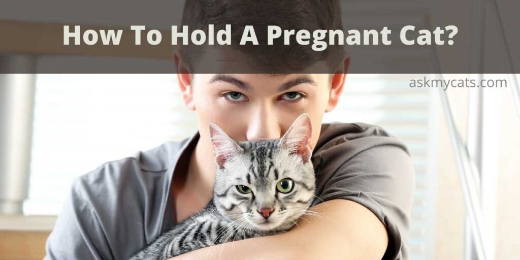 How To Hold A Pregnant Cat?