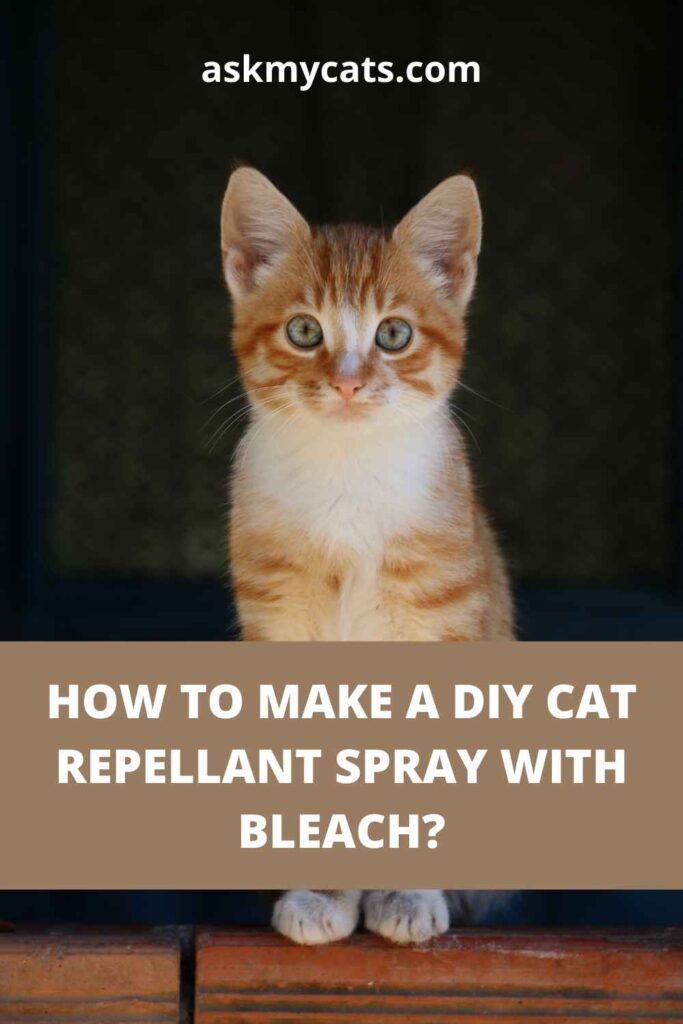 How To Make A DIY Cat Repellant Spray With Bleach