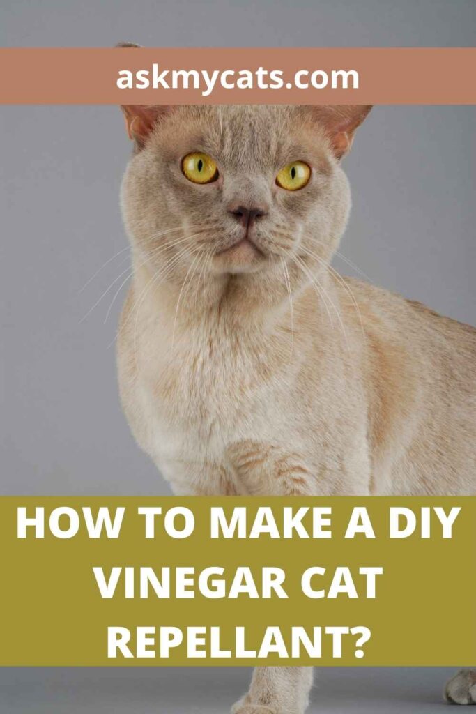 How To Make A DIY Vinegar Cat Repellant