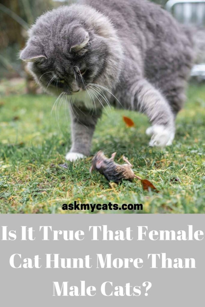 Is It True That Female Cat Hunt More Than Male Cats?