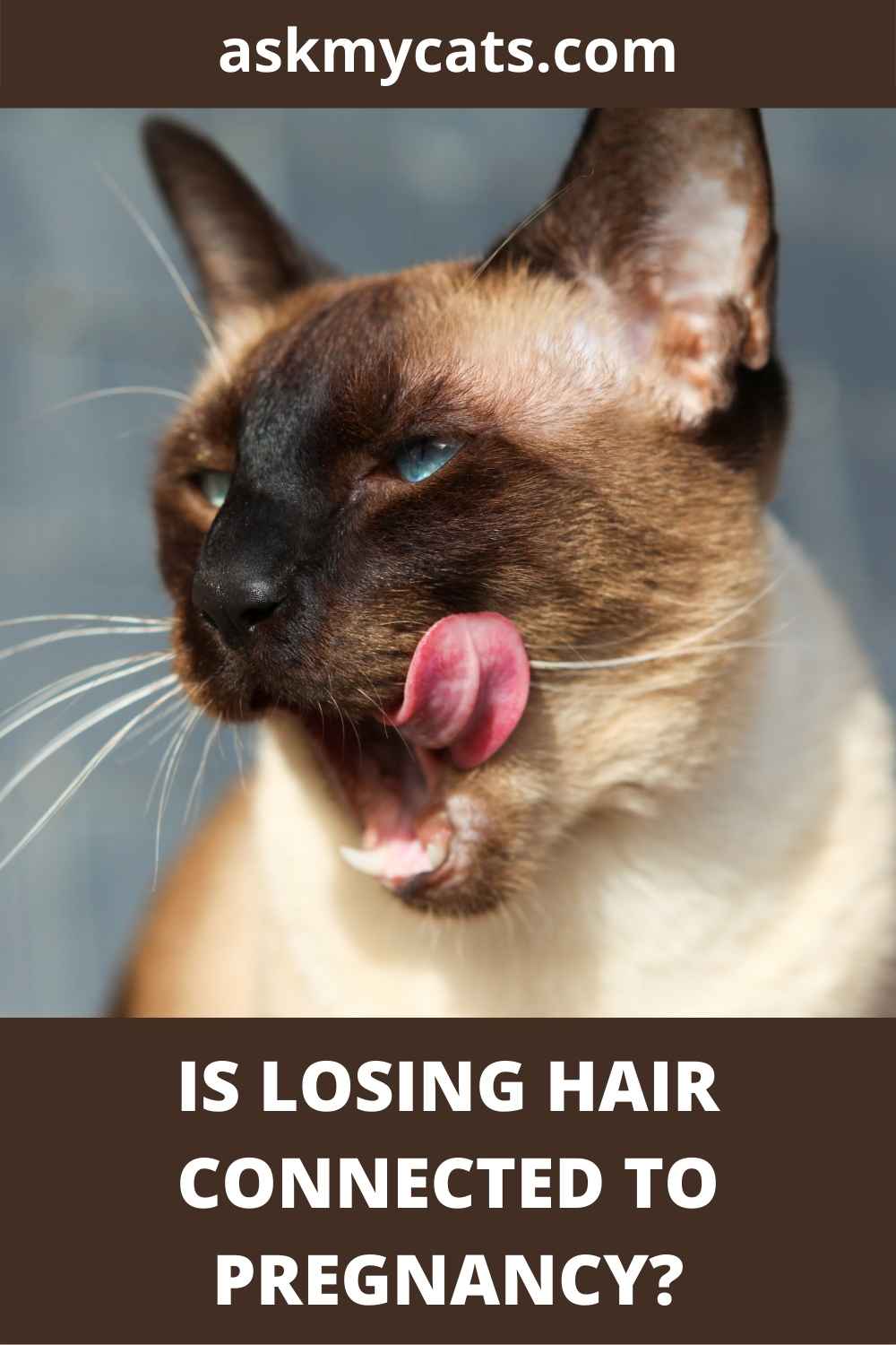 Why Is My Pregnant Cat Losing Hair?