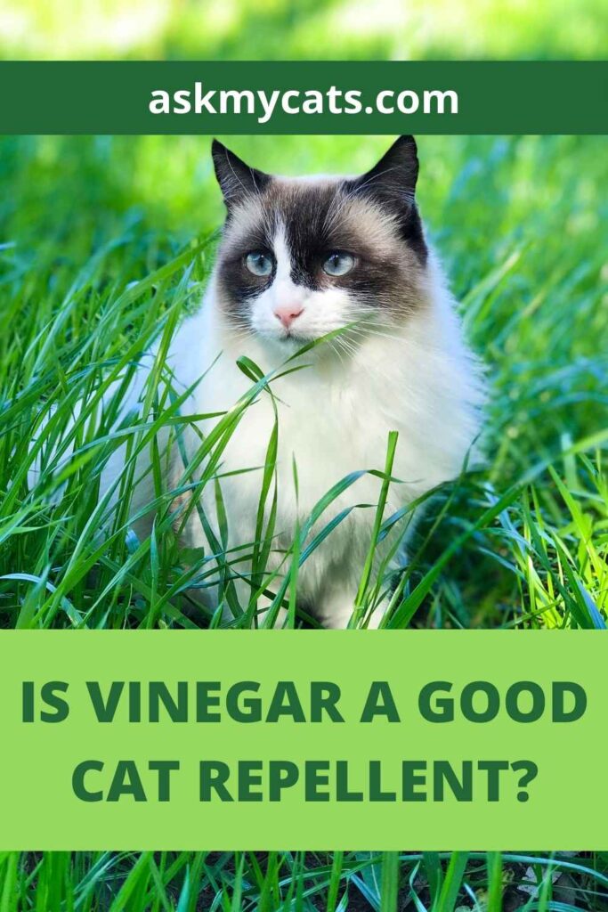 Is Vinegar A Good Cat Repellant