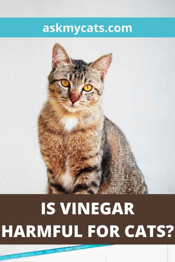 Is Vinegar Harmful For Cats
