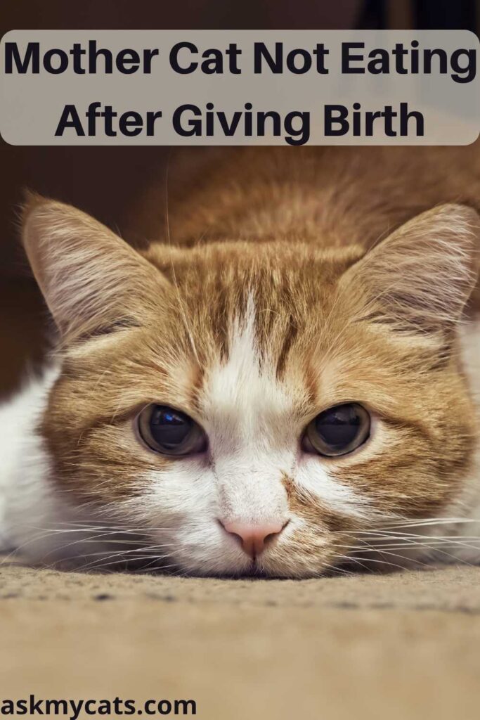 Mother cat not on sale eating after giving birth