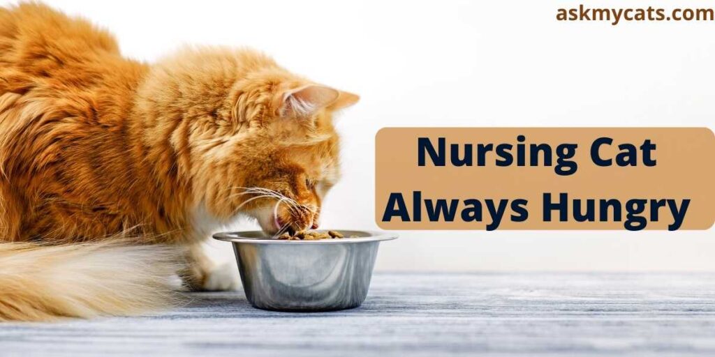 Nursing Cat Always Hungry