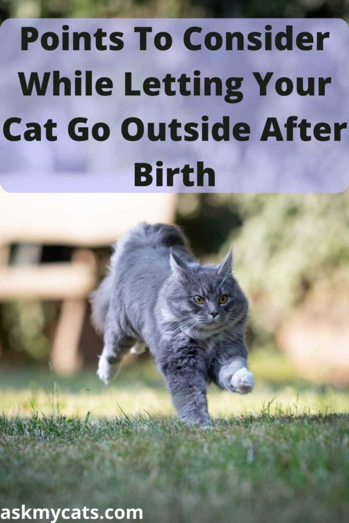 Points To Consider While Letting Your Cat Go Outside After Birth