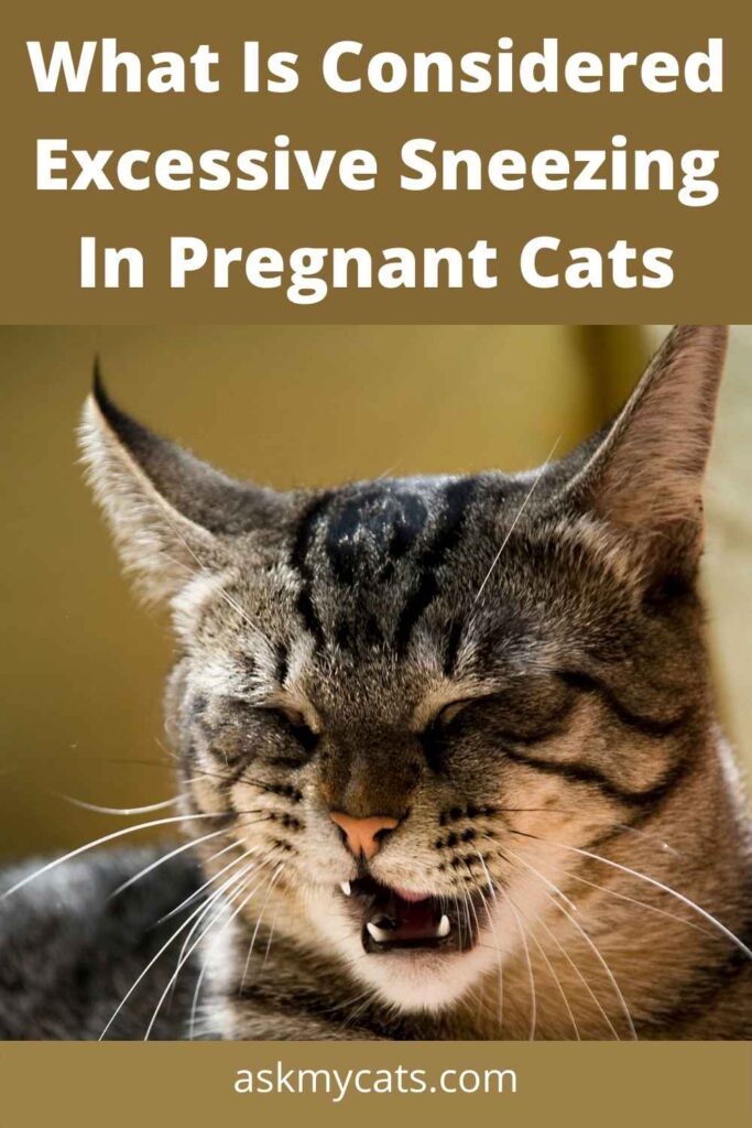 What Is Considered Excessive Sneezing In Pregnant Cats