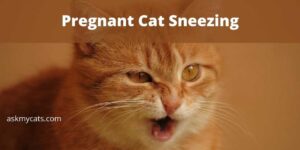 Why Is My Pregnant Cat Sneezing So Much?