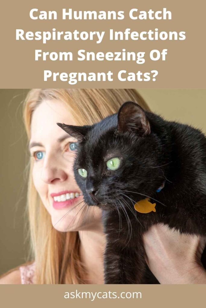 Can Humans Catch Respiratory Infections From Sneezing Of Pregnant Cats?