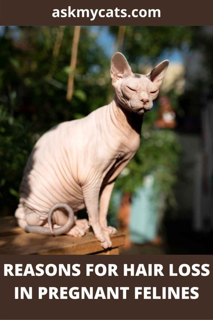 Reasons For Hair loss In Pregnant Felines