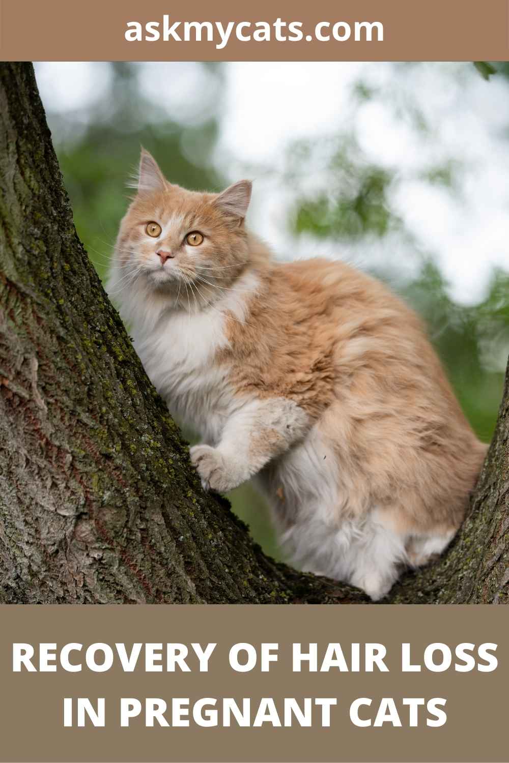 Why Is My Pregnant Cat Losing Hair?