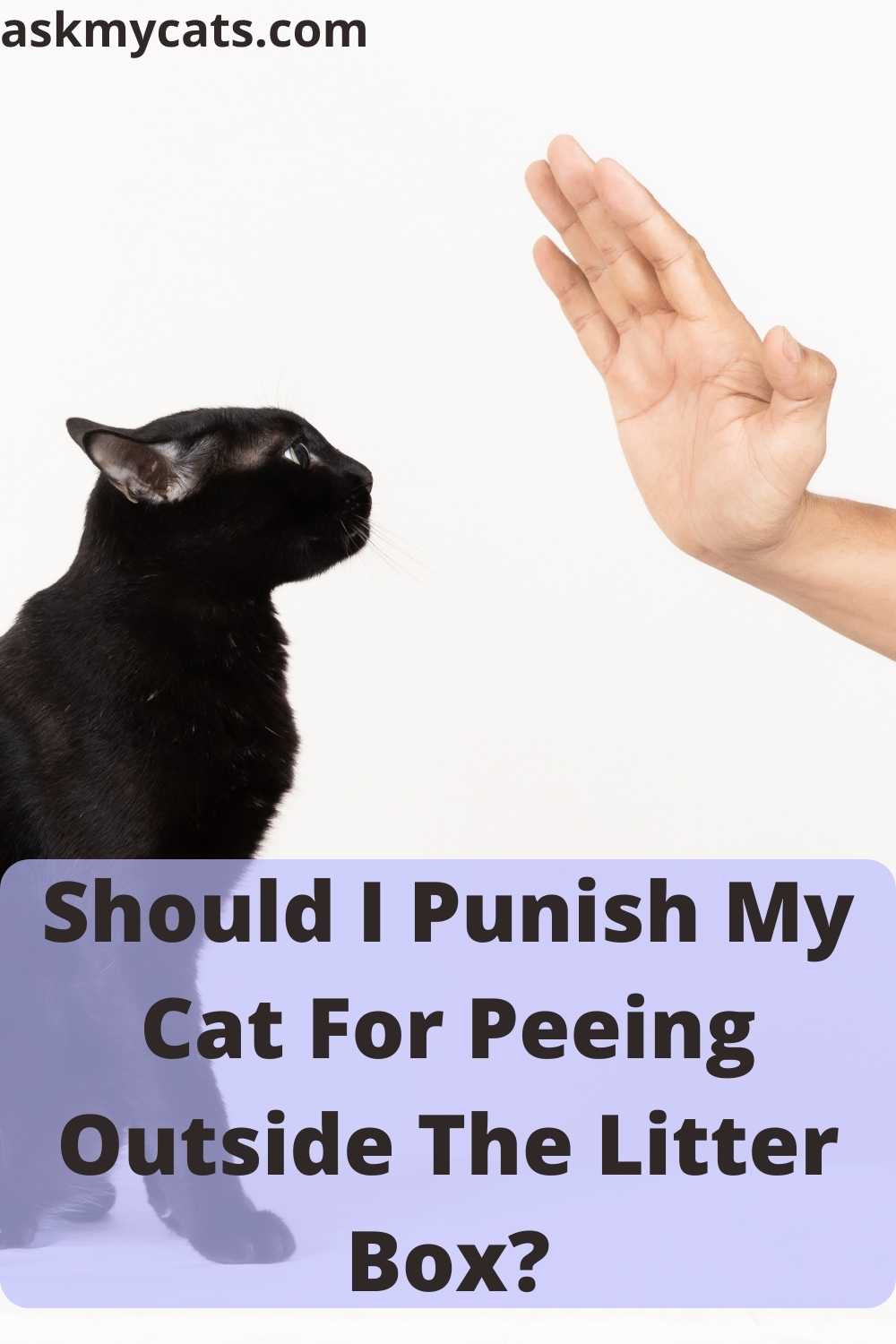 How To Discipline A Cat For Peeing Outside The Litter Box?
