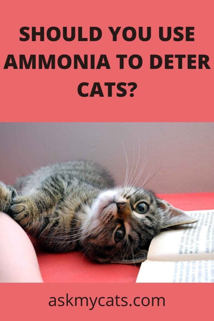 Should You Use Ammonia To Deter Cats