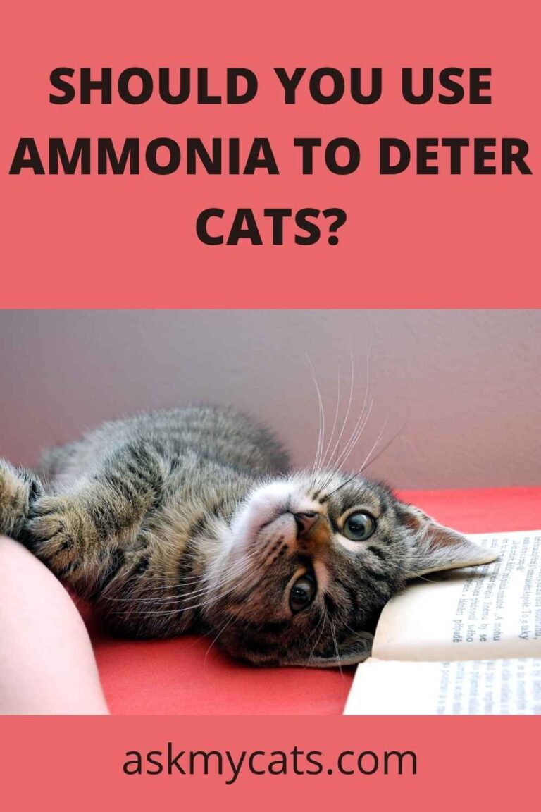 Does Ammonia Keep Cats Away?