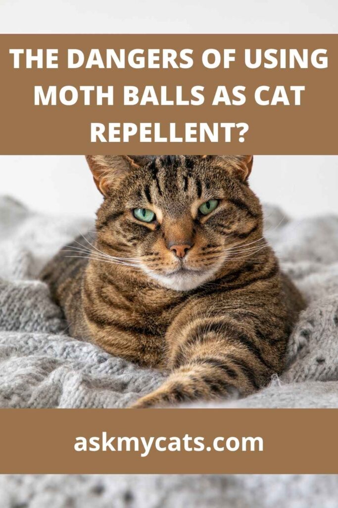 The Dangers Of Using Moth Balls As Cat Repellent