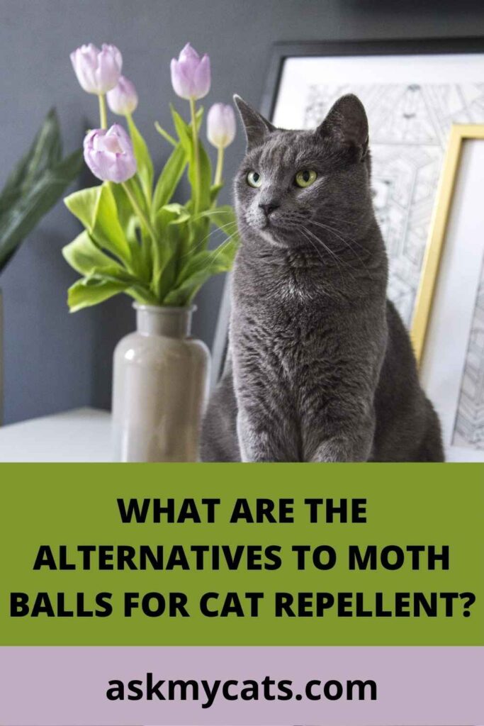 What Are The Alternatives To Moth Balls For Cat Repellent