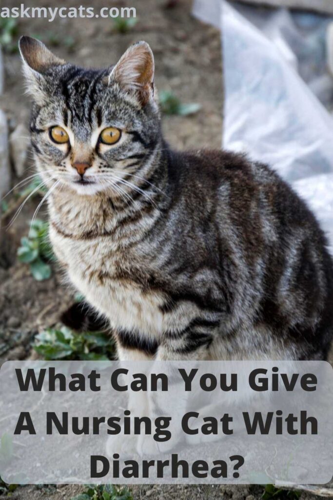 What Can You Give A Nursing Cat With Diarrhea?