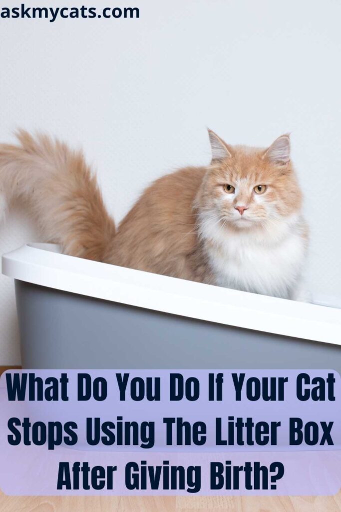 What Do You Do If Your Cat Stops Using The Litter Box After Giving Birth?
