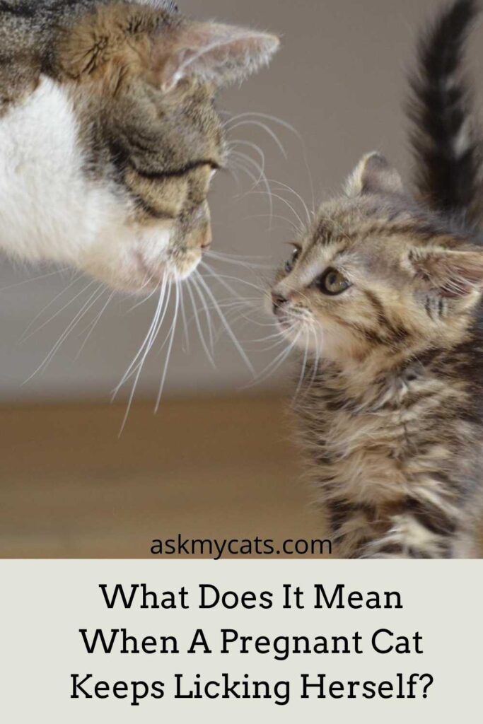 What Does It Mean When A Pregnant Cat Keeps Licking Herself?