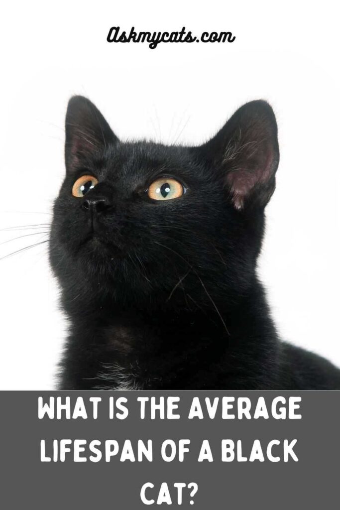 What Is The Average Lifespan Of A Black Cat