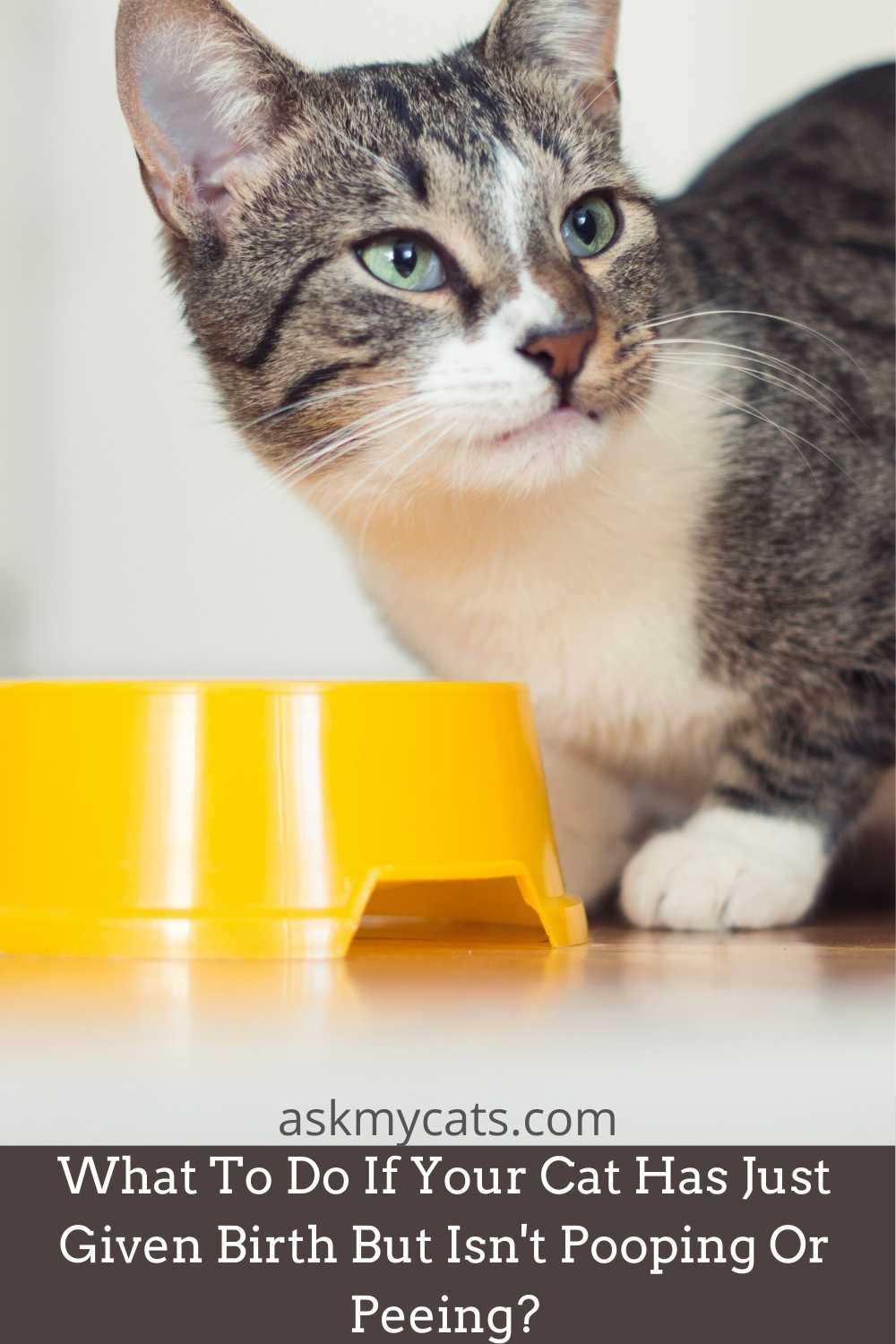 Why Is My Nursing Cat Not Peeing Or Pooping After Birth?