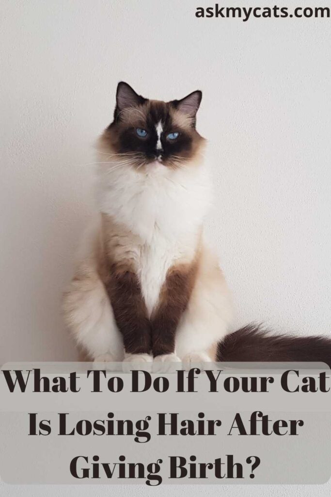 What To Do If Your Cat Is Losing Hair After Giving Birth?