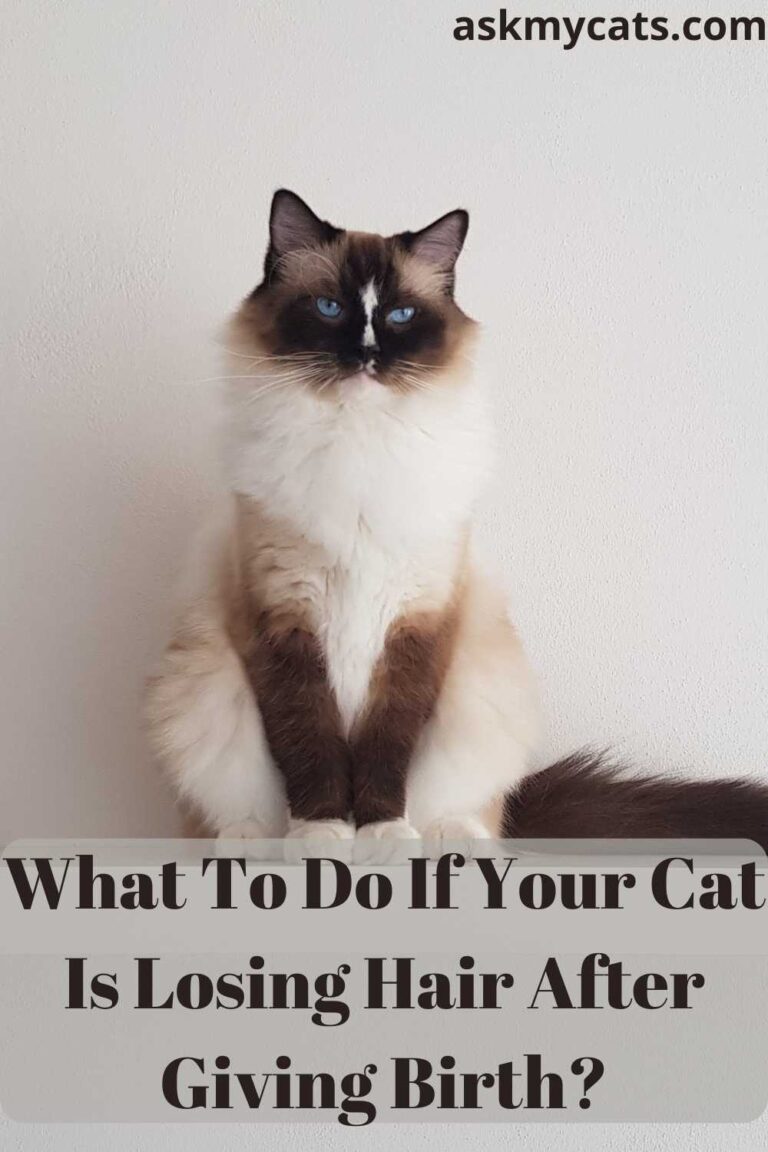 Cat Losing Hair After Giving Birth: Is This Normal?