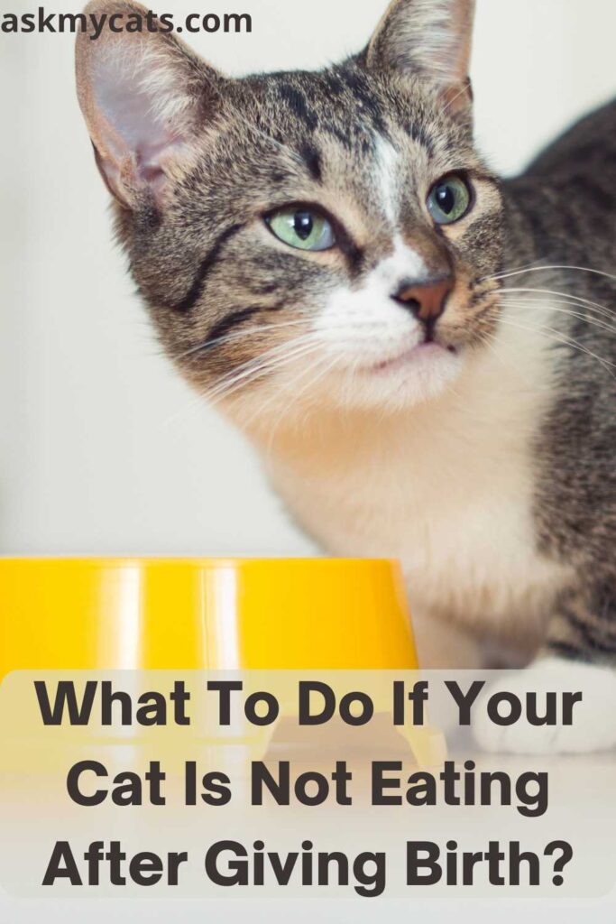 What To Do If Your Cat Is Not Eating After Giving Birth?