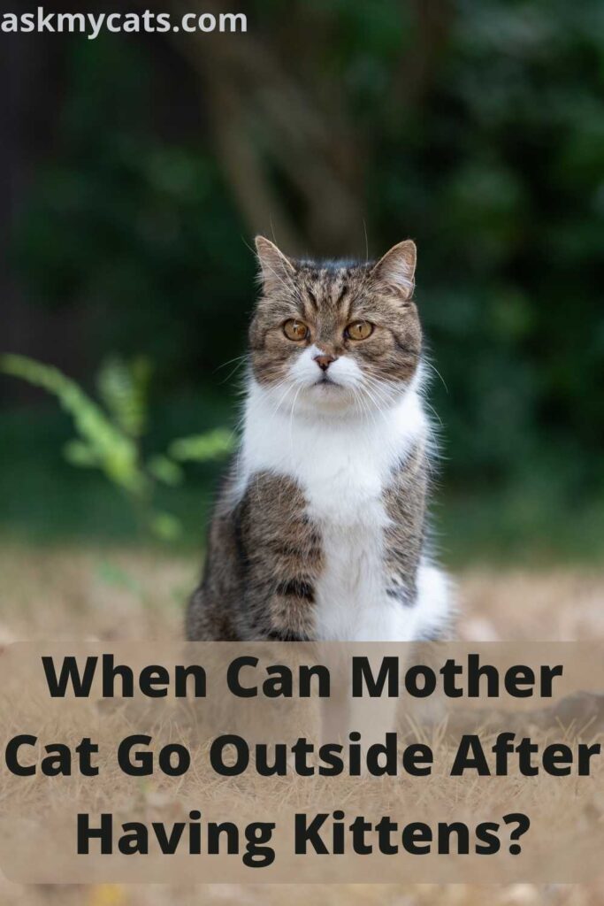 When Can Mother Cat Go Outside After Having Kittens?