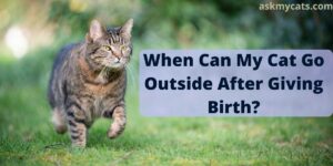 When Can My Cat Go Outside After Giving Birth?