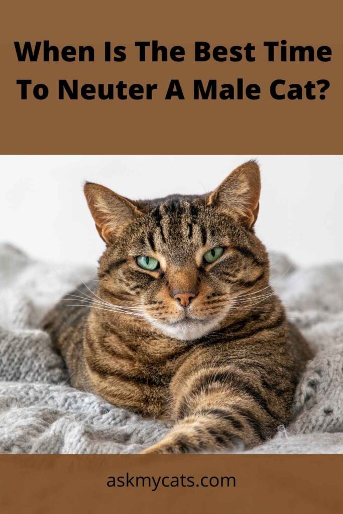 When Is The Best Time To Neuter A Male Cat?