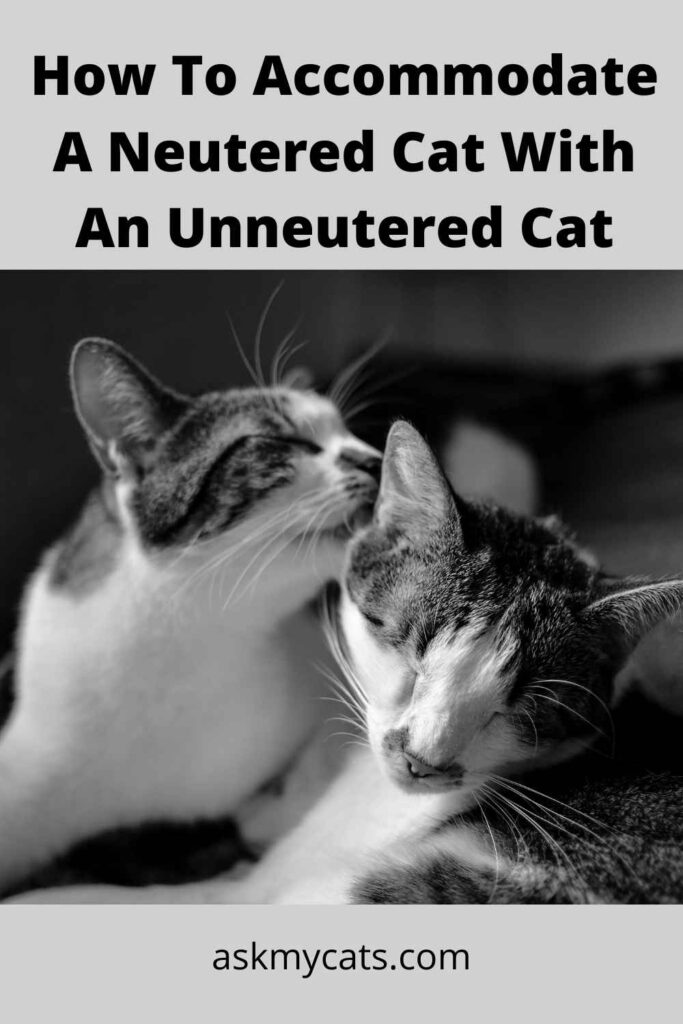 How To Accommodate A Neutered Cat With An Unneutered Cat