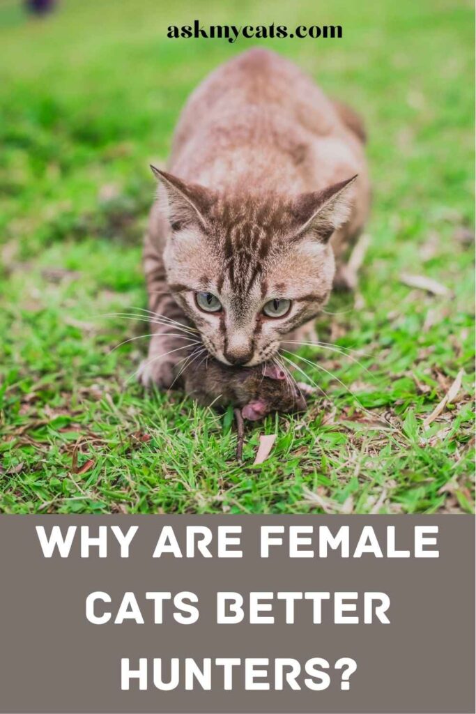 Why Are Female Cats Better Hunters ?
