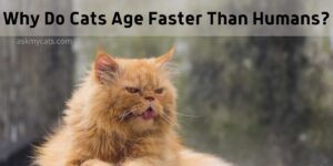 Why Do Cats Age Faster Than Humans?