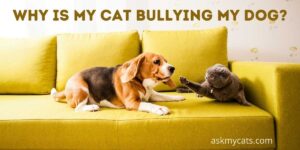 Why Is My Cat Bullying My Dog? What Can I Do About It?