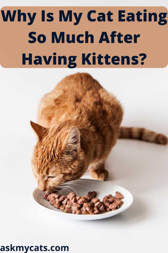Why Is My Cat Eating So Much After Having Kittens?