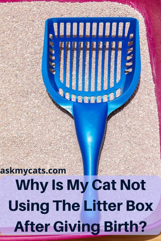 Why Is My Cat Not Using The Litter Box After Giving Birth?