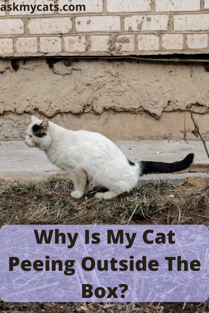 Why Is My Cat Peeing Outside The Box?