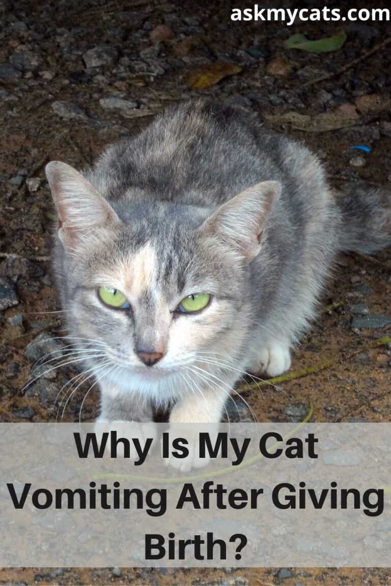 Cat Vomiting After Giving Birth: Is It Normal?