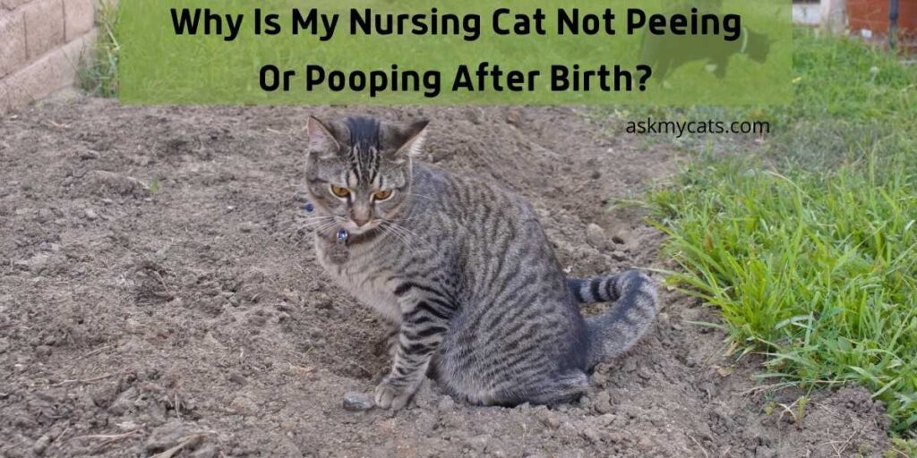 Why Is My Nursing Cat Not Peeing Or Pooping After Birth?