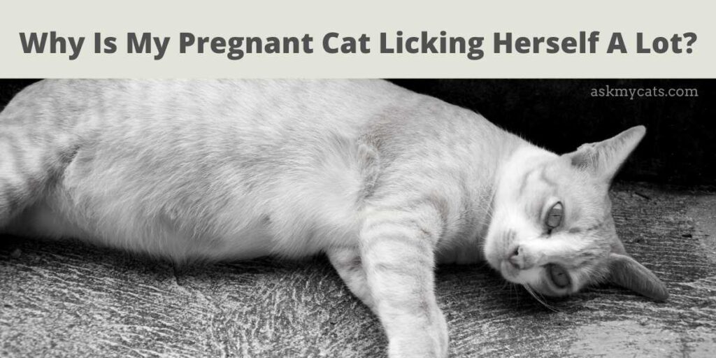 Why Is My Pregnant Cat Licking Herself A Lot?
