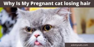 Why Is My Pregnant Cat Losing Hair?